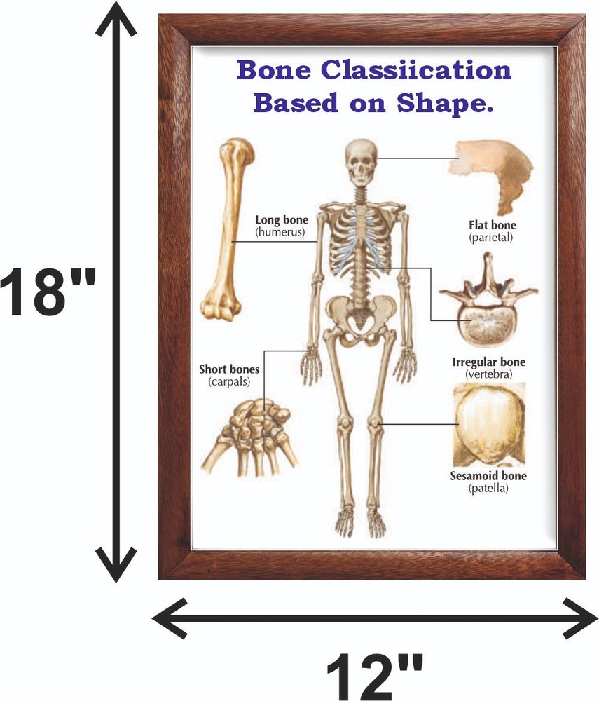 Bone Classiication Based on Shape. Chart 12x18 inches