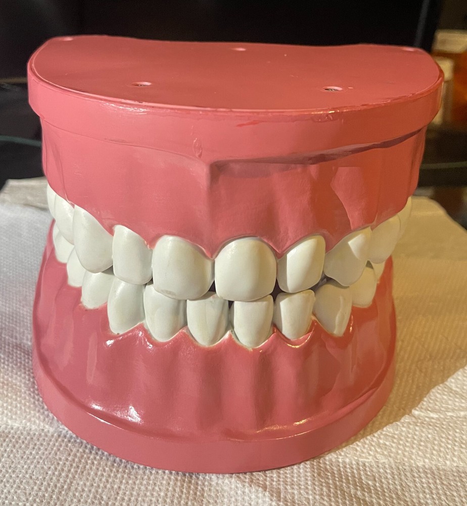 Dental Orthodontic Typodont Teeth Model