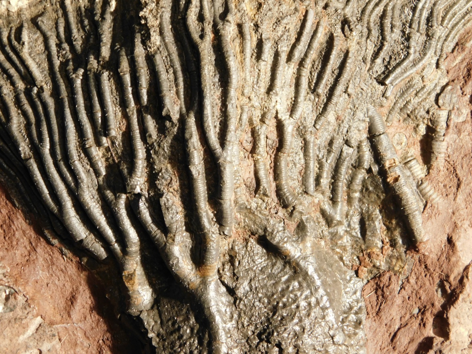 Big! 430 Million Year Old! CRINOID Fossil or Sea LILY Fossil Morocco 1686gr