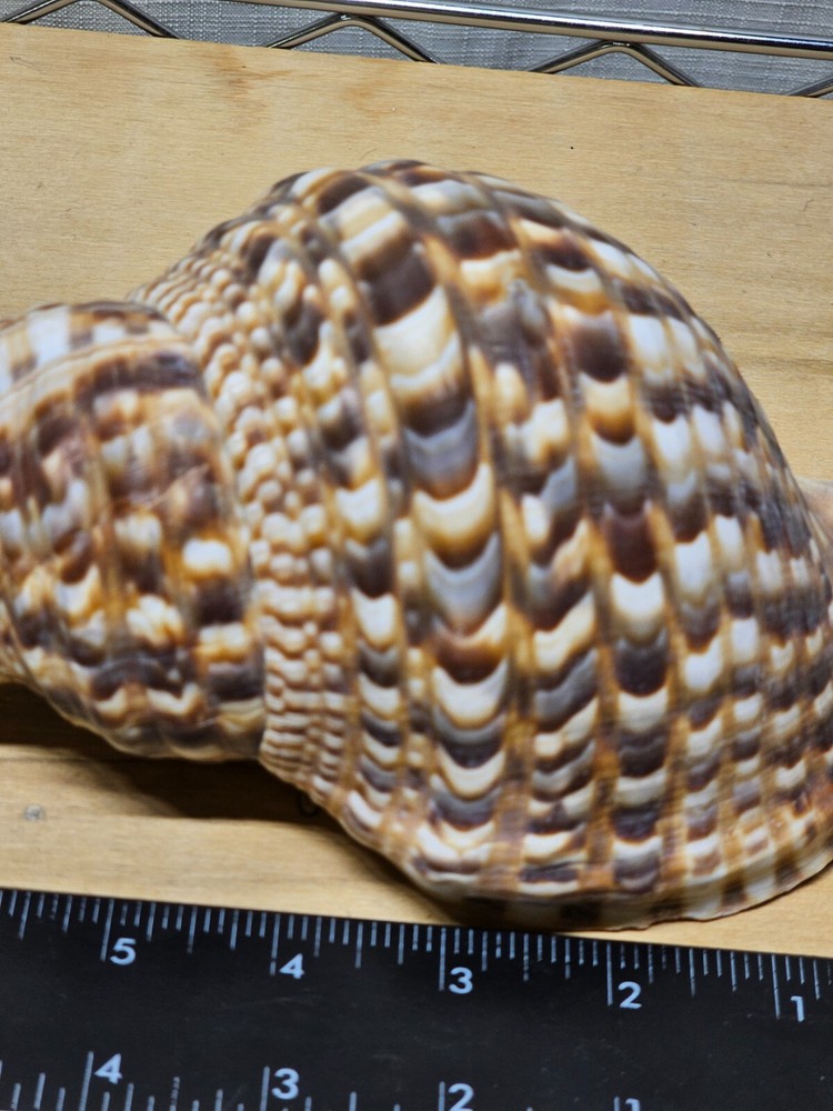Large Triton Decorative Shell Seashell Table Top Centerpiece 7-8"