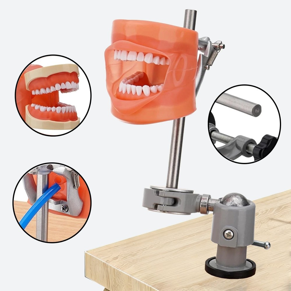 Dental Mannequin Teeth Model Set 360° Rotating 32 Teeth Removeable Mounting Pole