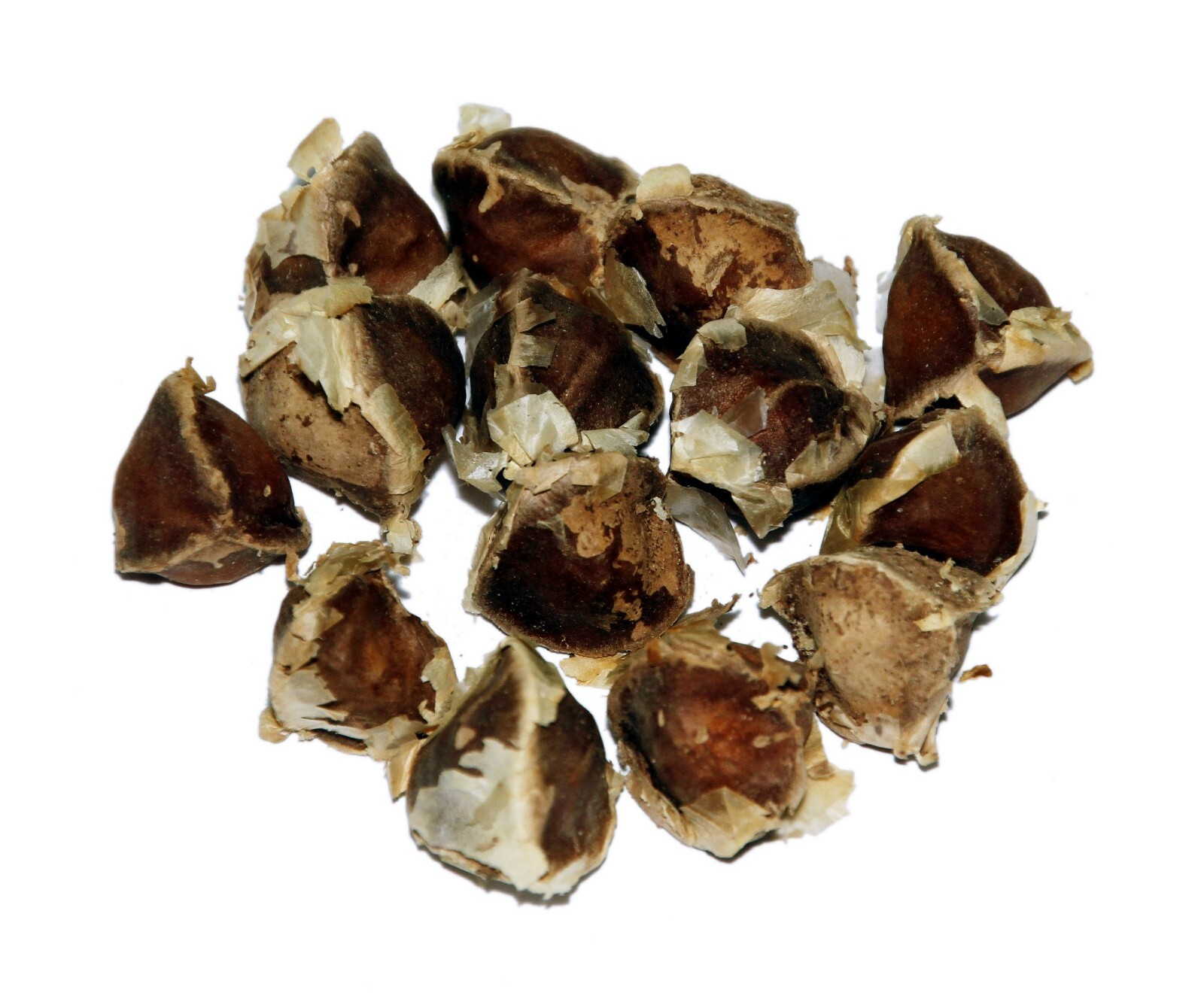 Moringa Oleifera Seeds (Semillas Moringa) WT: 1 Lb, 2 Lbs, 5 Lbs, 10 LBS