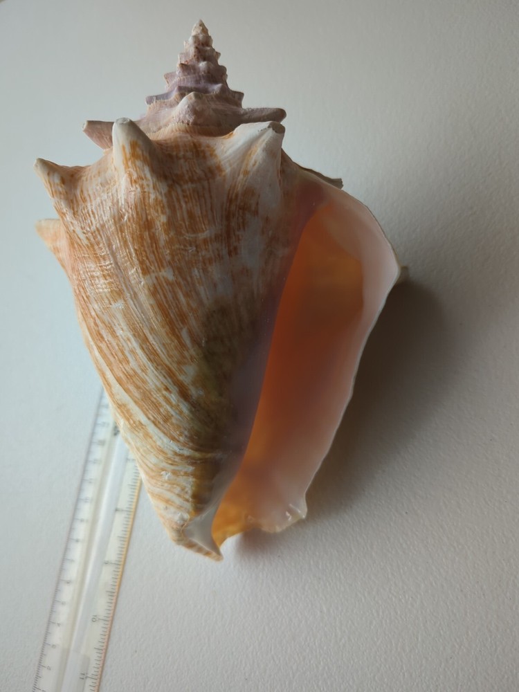 Queen Conch 8.75 inches