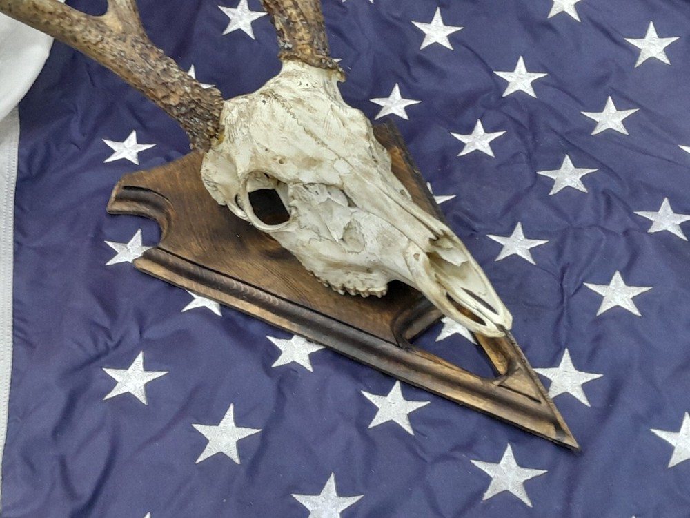 European Deer Skull Mount Plaque hand crafted