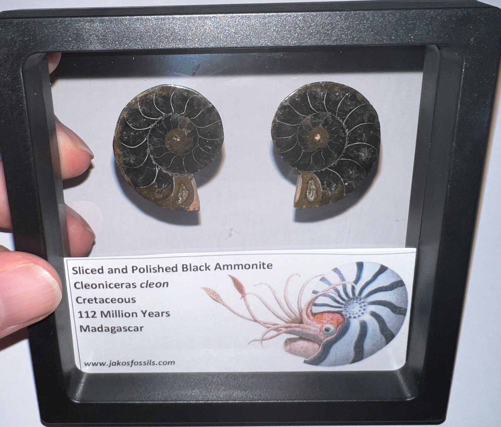 SUPER RARE Sliced Framed BLACK AMMONITE Lot Dinosaur Era Fossil One Per Order