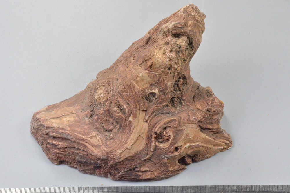 Petrified Wood, knots, Oregon