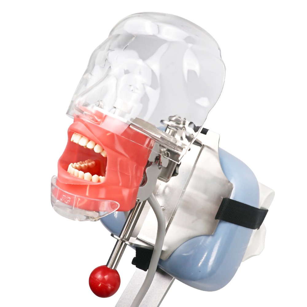 Dental Simulator Mannequin Head Teeth Model Bench-Mounted for Dental Training