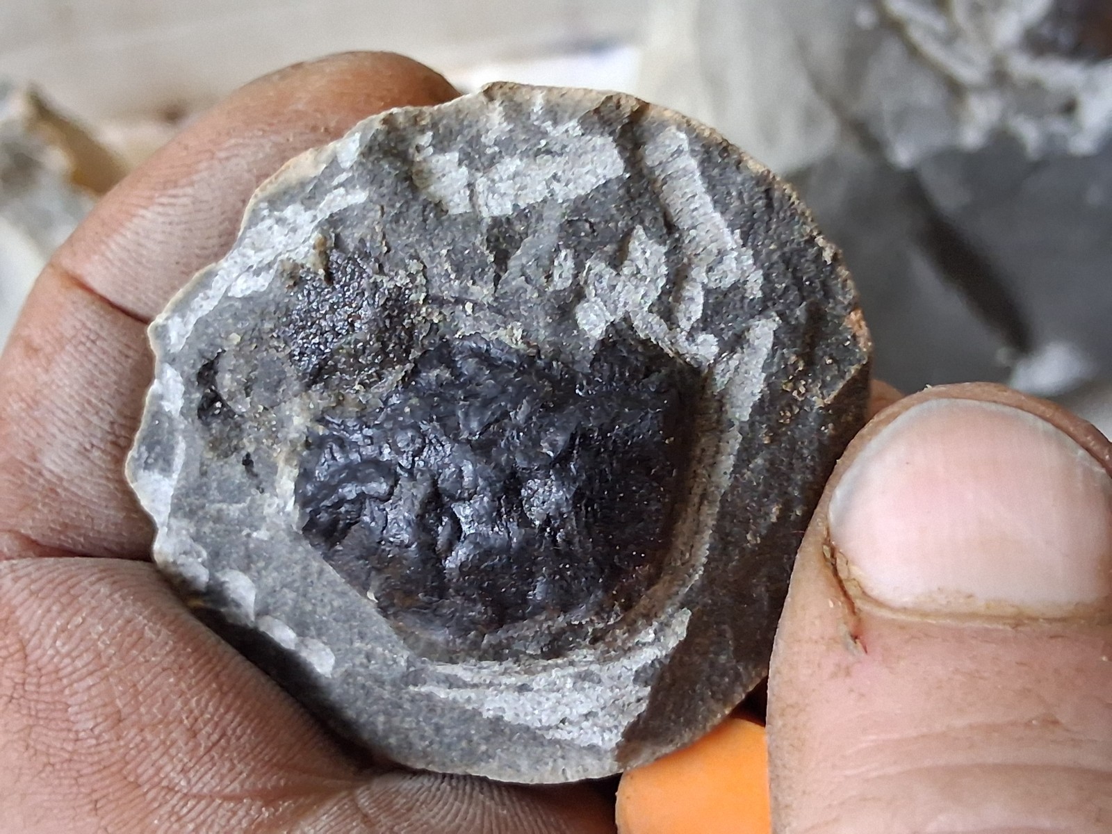 15 Unfinished Crab Fossil Lot Washington State