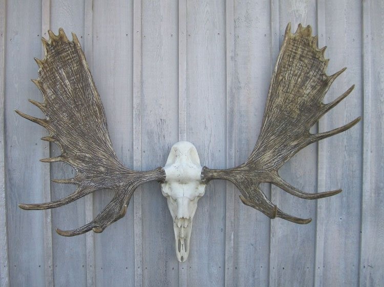 NEW 60" Alaska Bull Moose Antler Rack European Cast Mount Cabela's Taxidermy USA