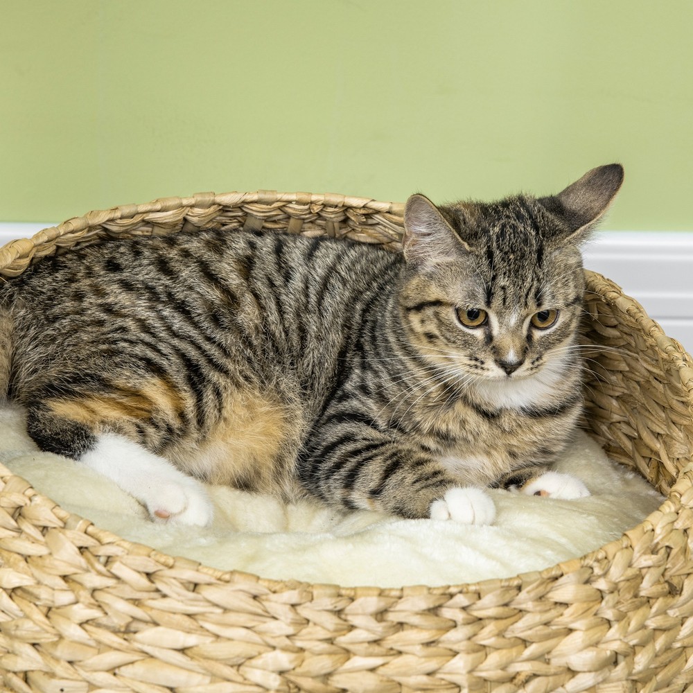 28" Elevated Cat Bed with Sisal Scratching Post