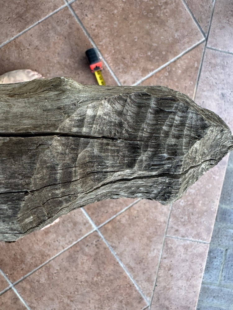 Beaver Stick Chewed Visible Teeth Marks