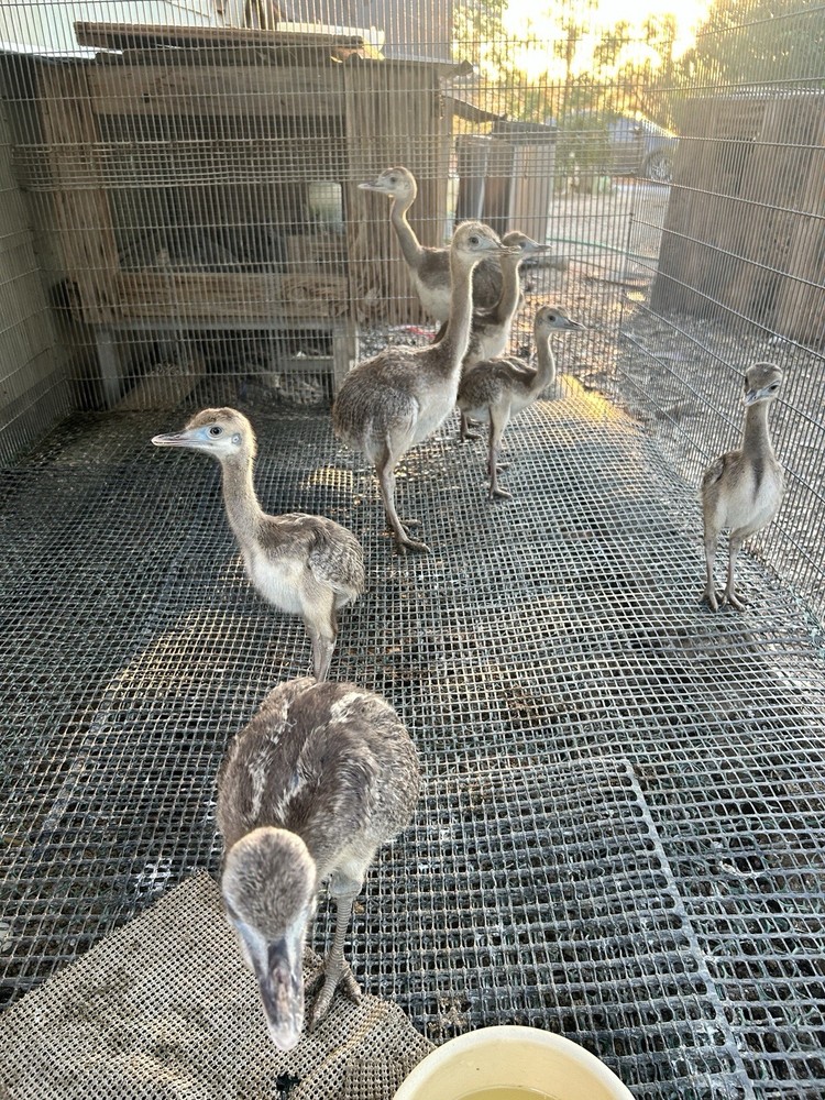 2 Rhea Hatching Eggs