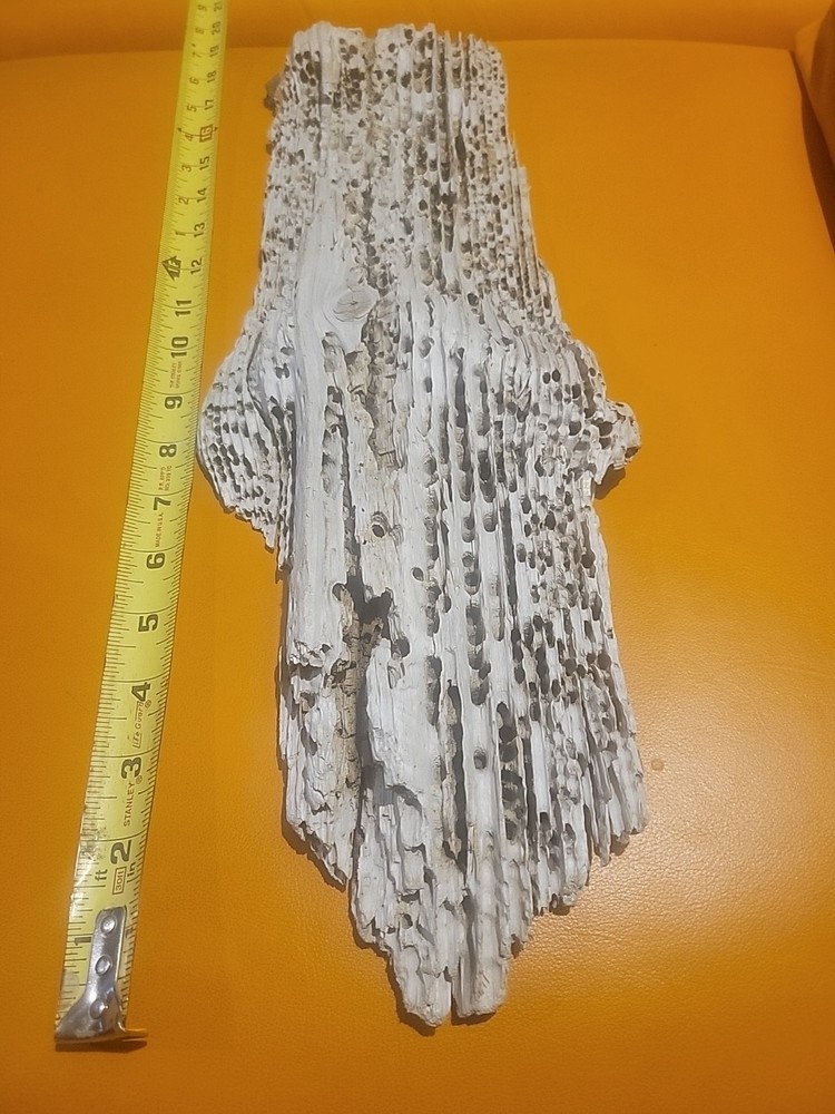 Driftwood