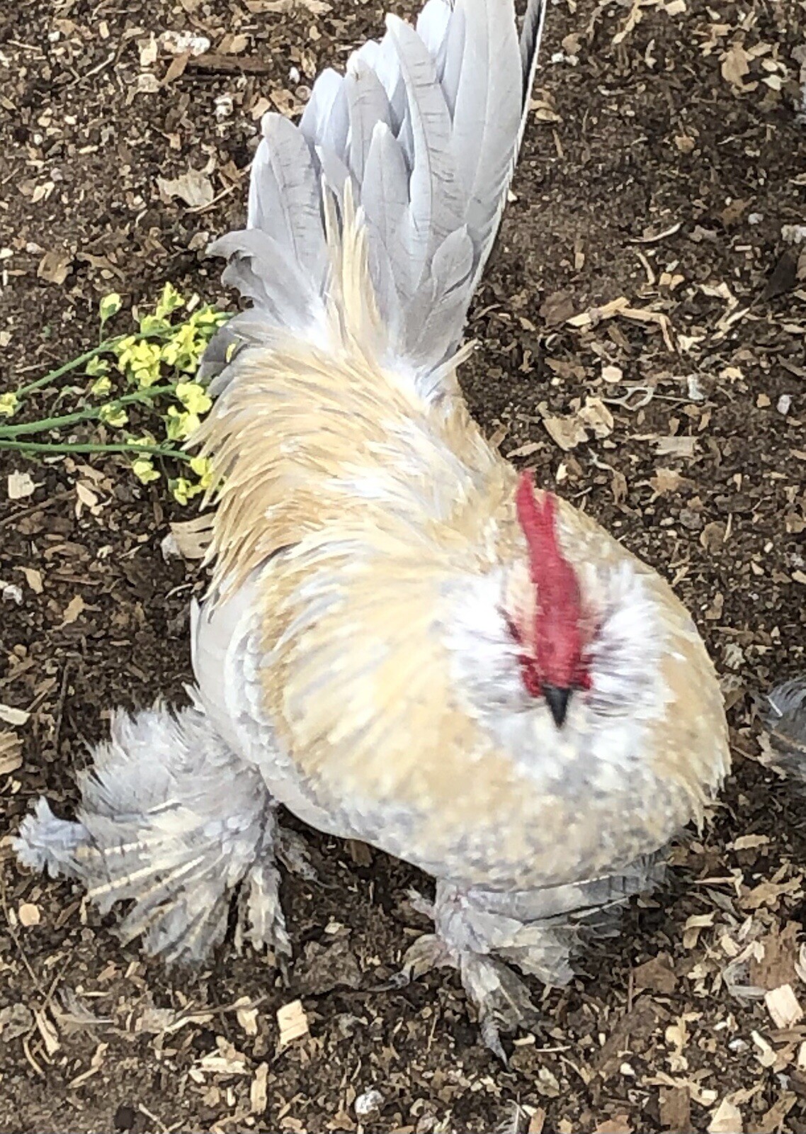 12+ PORCELAIN D’UCCLE BANTAM Fresh Hatching Eggs. Laying Now.