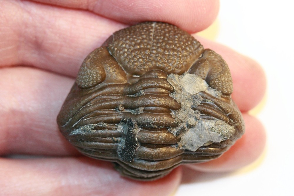 Eldredgeops rana from Paulding, Ohio