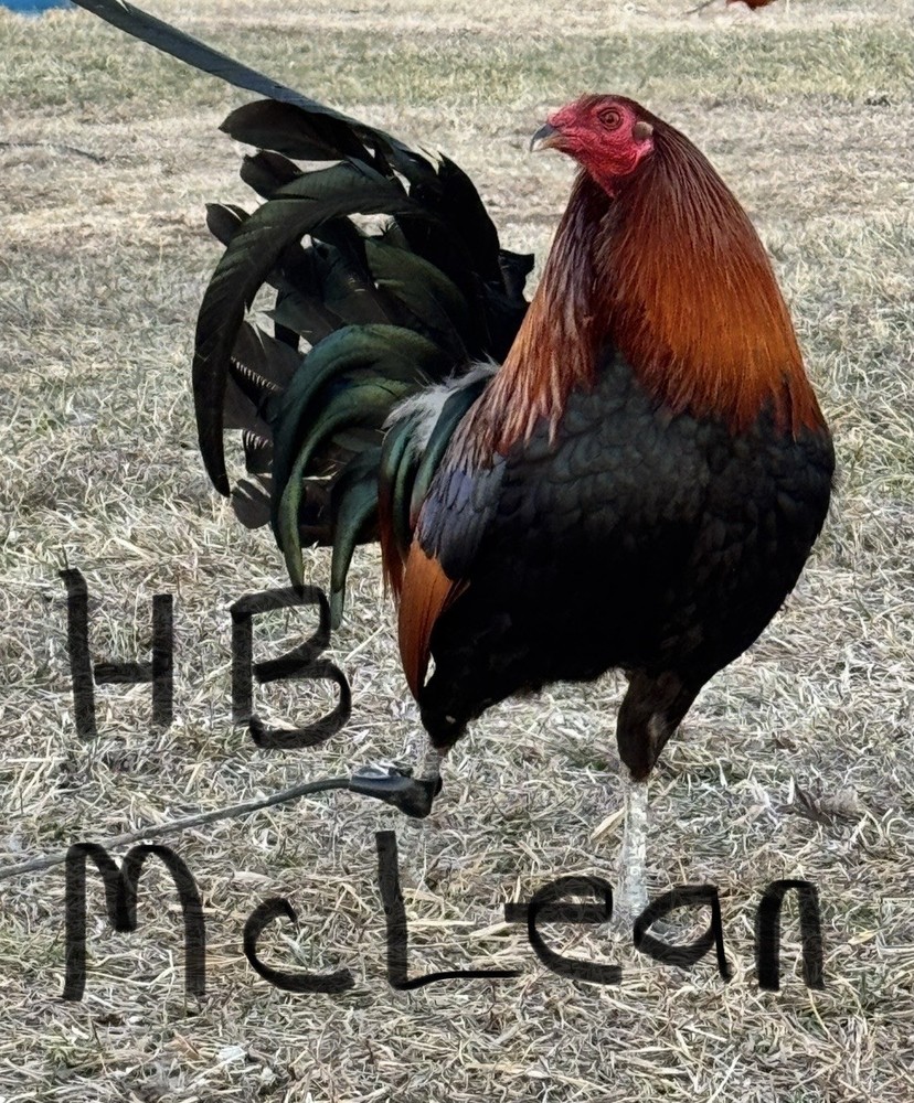 12+ Chicken Hatching Eggs