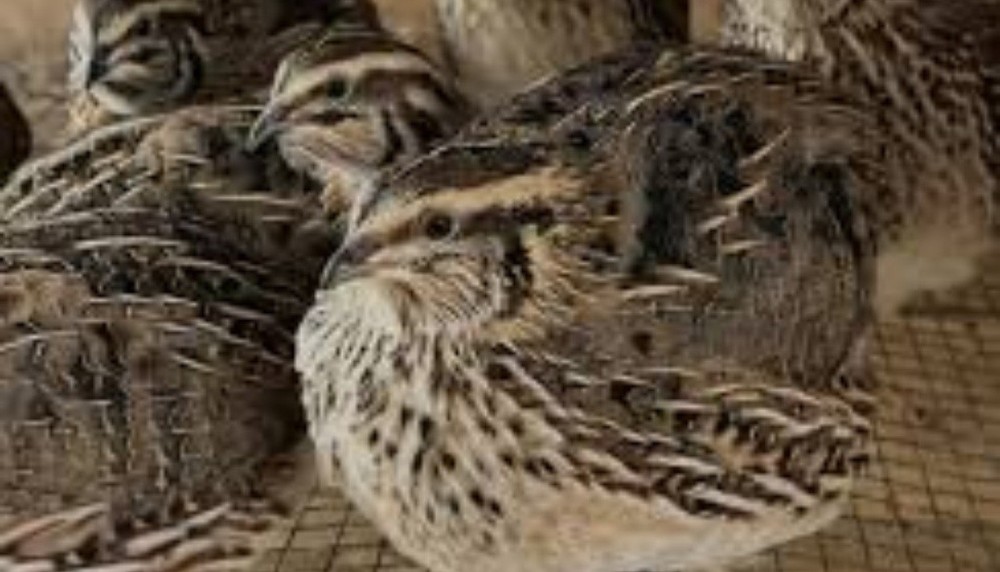 Jumbo Brown Coturnix Quail Hatching Eggs-24