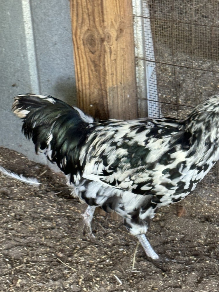 6+ Ermine ameraucana hatching Eggs