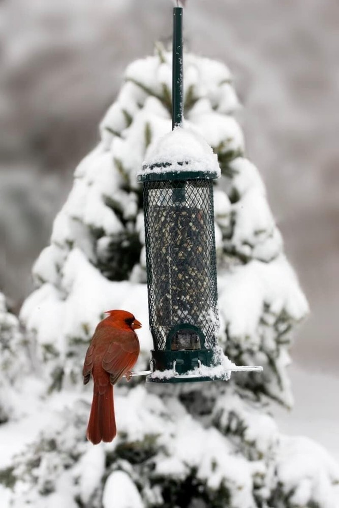Brome Squirrel Buster Mini Bird Feeder, Squirrel Proof