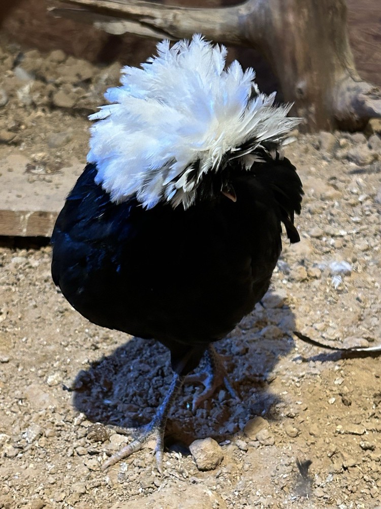 Fertile Polish Hatching Eggs +6