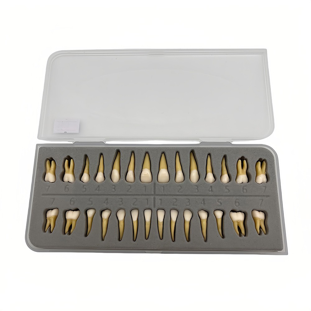 28 Resin Dental Permanent Teeth Study Tooth Model Discrete With Root Simulation