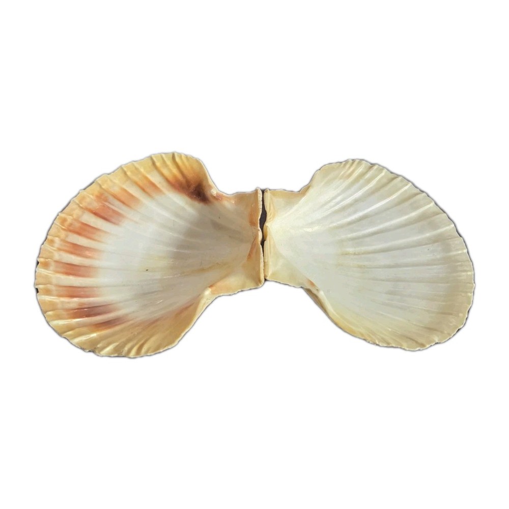 120 mm 4-3/4 GREAT PATTERN Pecten Maximus Scallop Seashells #FSFSDC
