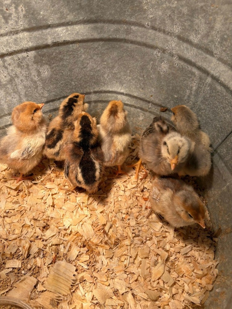 (12) Easter Egger hatching eggs!! NPIP (Blue and Green eggs ONLY)