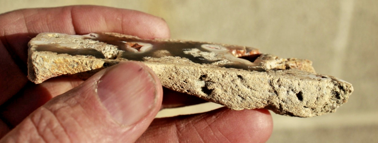 Polished Tampa Bay Fossil Coral Half • 4.0" Long/1.5 oz.