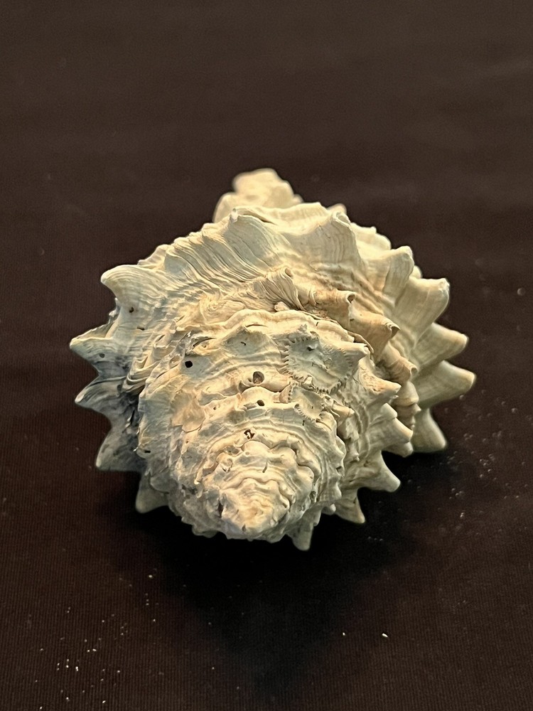 EXTINCT Fossilized VASE Shell From Central Florida & BONUS Shell.