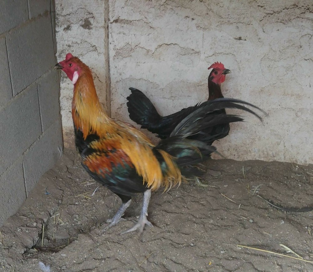 6 Chicken Hatching Eggs Peruvian