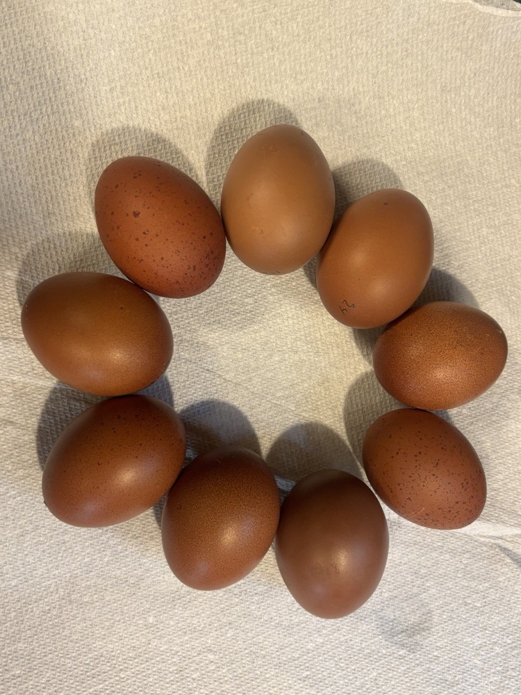 10 +Black Copper Maran Fertile Hatching Eggs!!