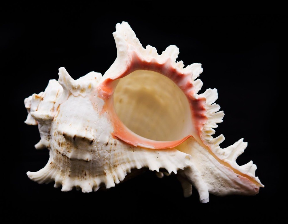 6-7" Large Murex Ramosus Conch Shell Seashell Decor Ocean Beach Craft