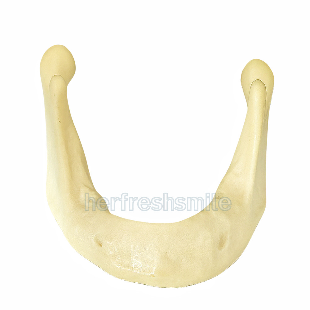 Dental Lower Mandible Jaw Model for Basic Drilling Insertion Practice M2022