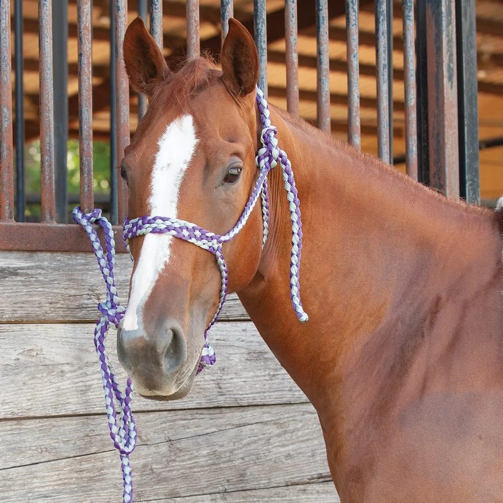 Classic Equine Flat Braid Halter & Lead - Mule Tape Poly