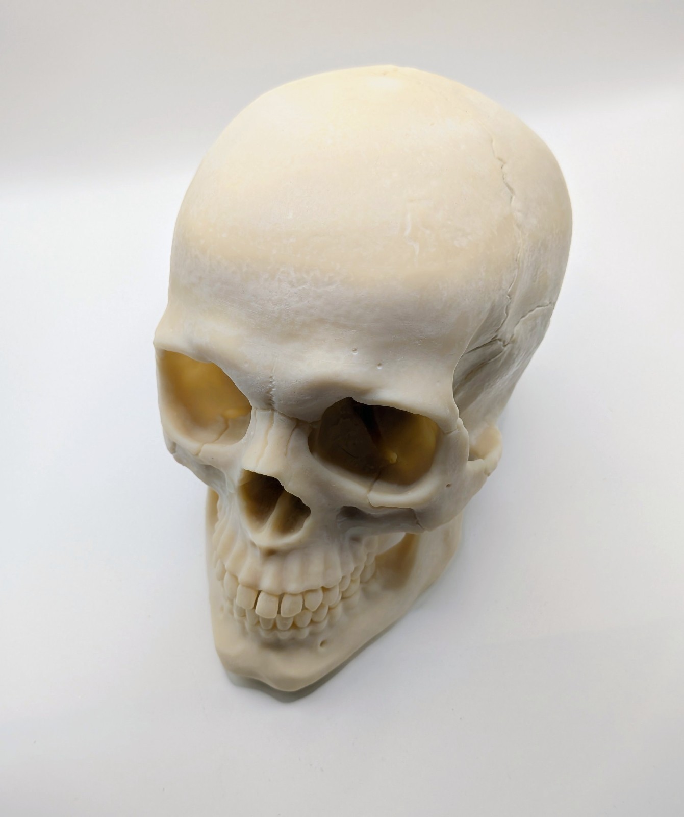 Human Skull Replica- Off White Resin Unpainted - 7 In Tall 1 Ibs