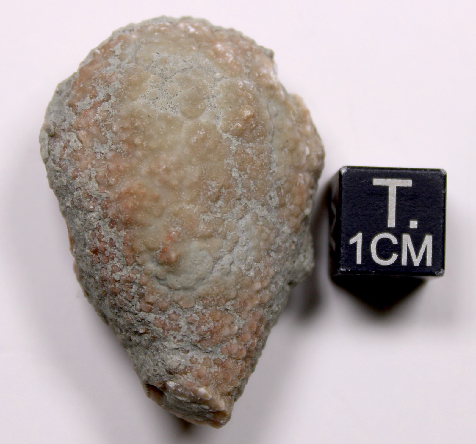 Holocystites scutellatus Silurian Cystoid Fossil Indiana Massie Shale