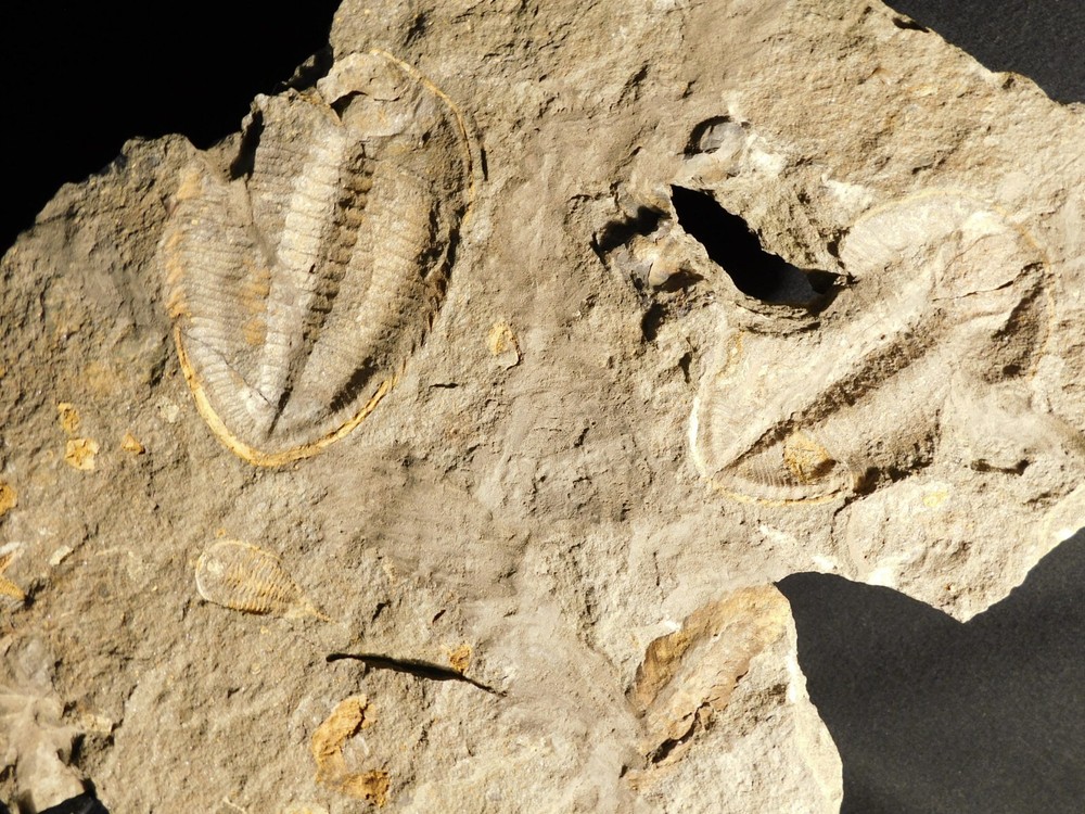 TWO BIG! Eudolatites Sp. Trilobite Fossils in HUGE SPLIT Matrix with STARFISH