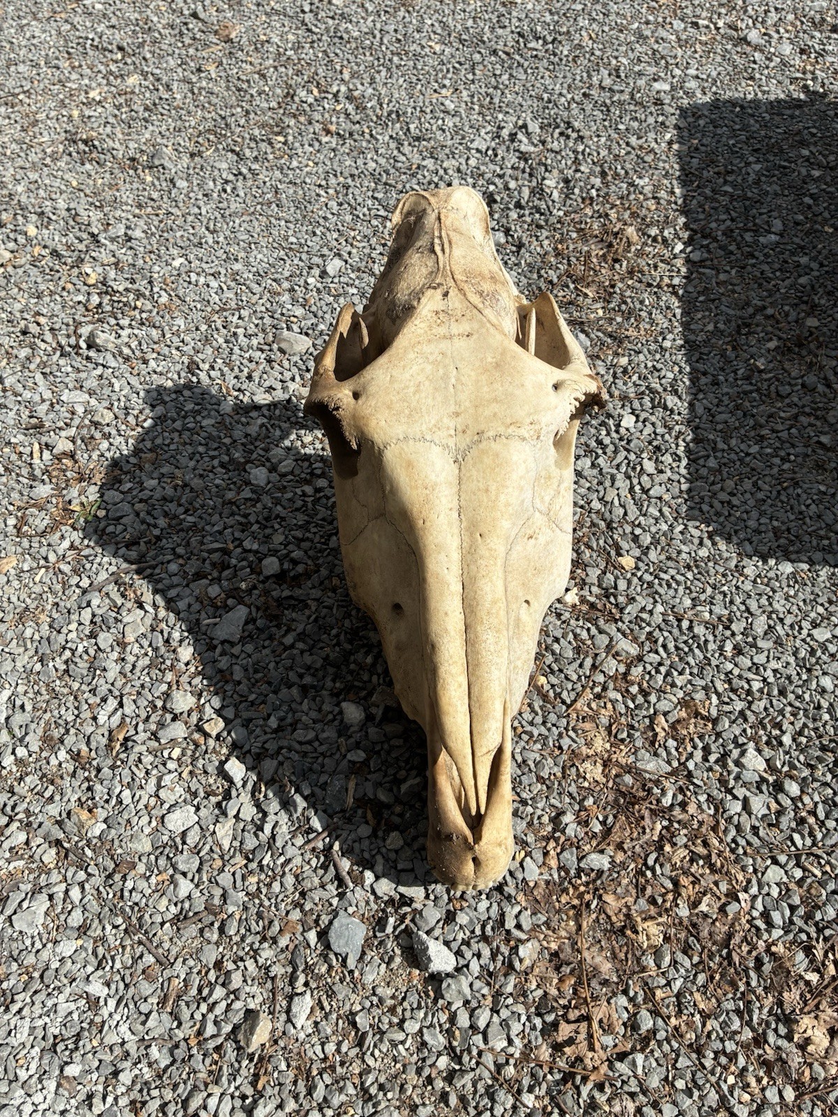 LARGE HORSE SKULL AUTHENTIC With BOTTOM JAW TEETH EQUINE TAXIDERMY Natural