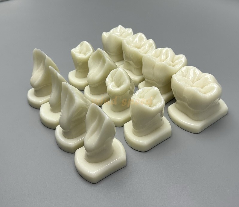Dental Teeth Form Models OrthodonticTypodont Model For Lab Teaching Tooth Study