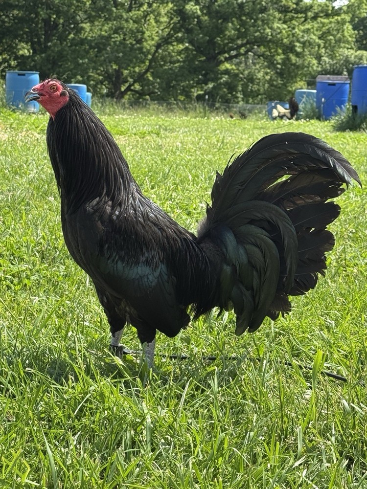 6 + Chicken Hatching Eggs