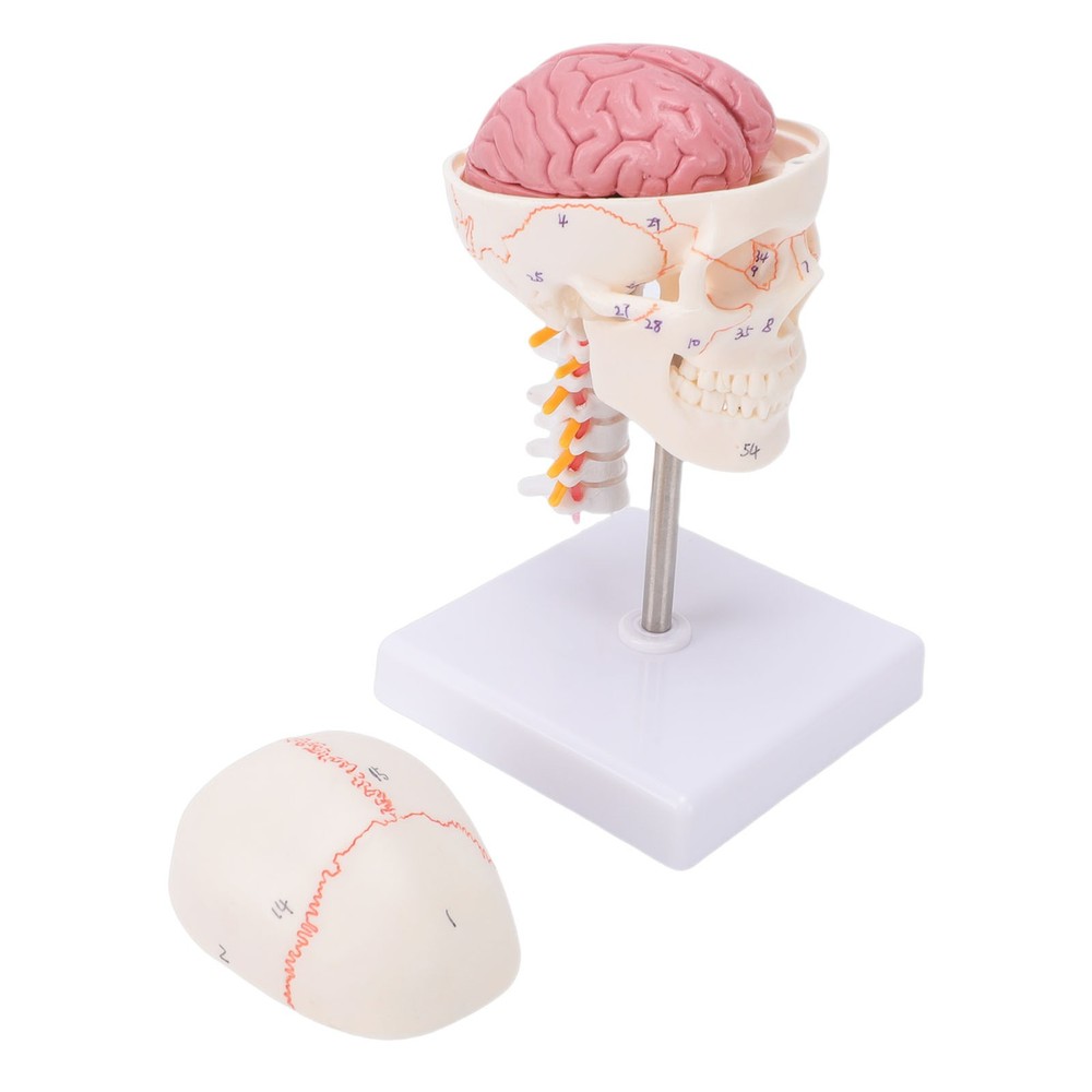 1/2 Skull With Cervical Spine & Brain Teaching Display Model