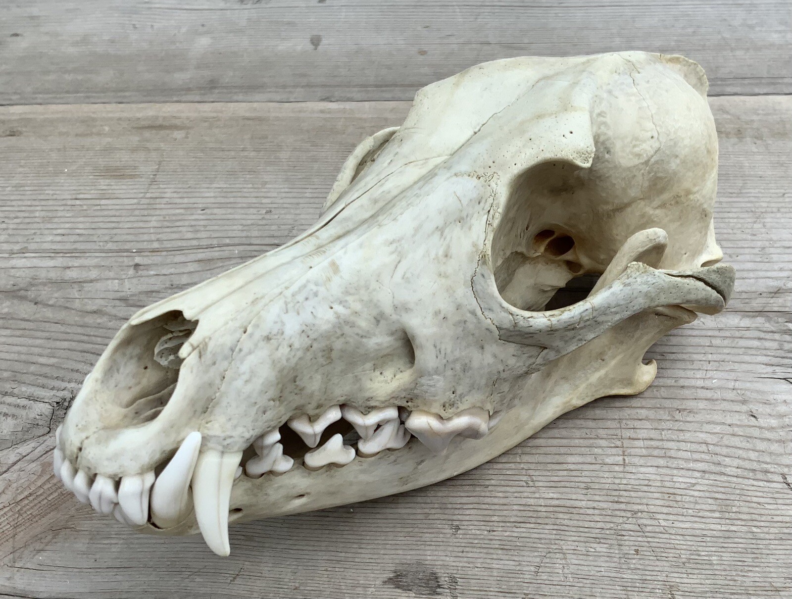 Coyote Skull Nature Cleaned Real Authentic Montana Coyote Skull