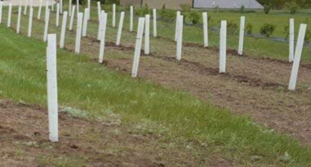 MIRACLE TUBE TREE SHELTERS (5)