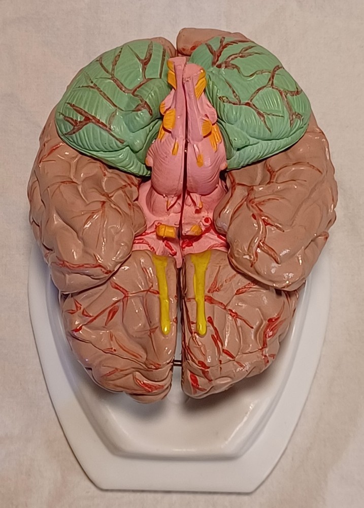 Human Brain Anatomically Sized Model Teaching Study Display Medical Science -Z