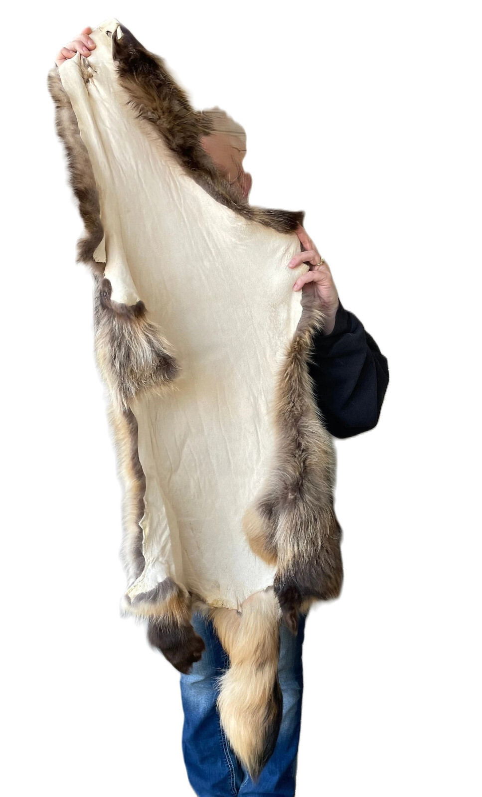 Massive Finnish-Coon Pelt, Tanned
