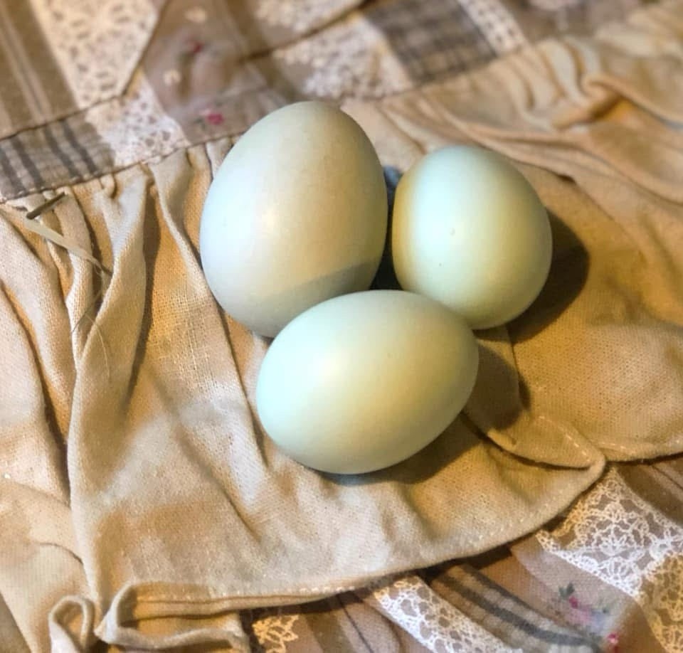 18 ++ Olive Egger Hatching Eggs