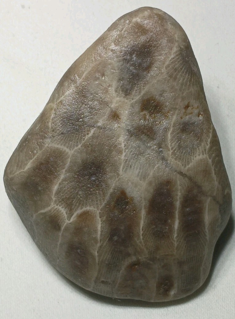 Natural Michigan Petoskey Stones • 4pc Unploshed • Great Lakes Fossil Coral