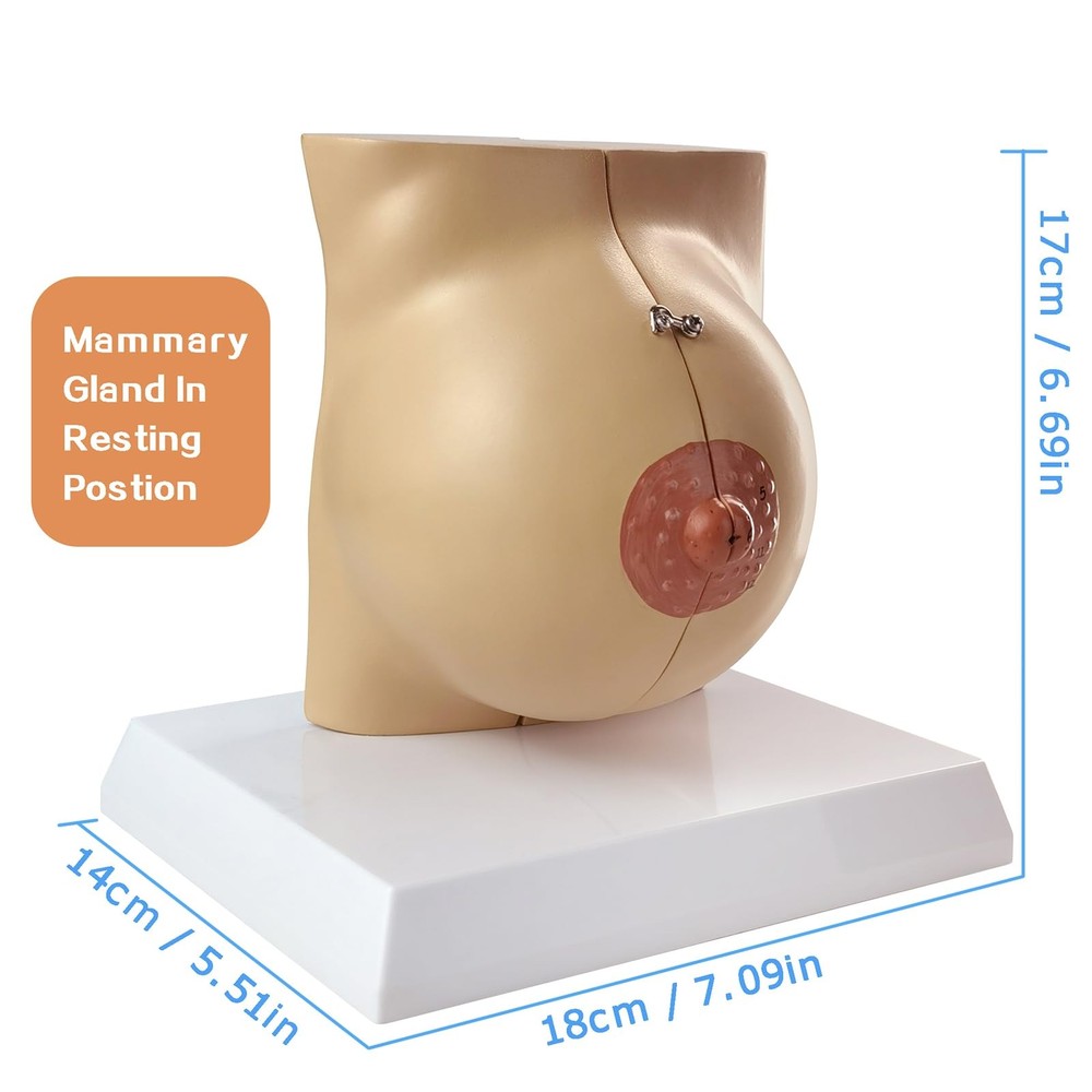Non-lactating Breast Model, Breast Sagittal Section Anatomical Display Model,...