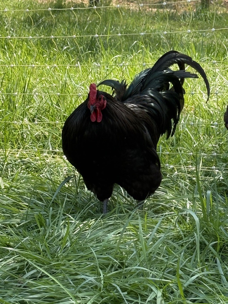 NPIP Certified Australorp Hatching Eggs 12+ 2