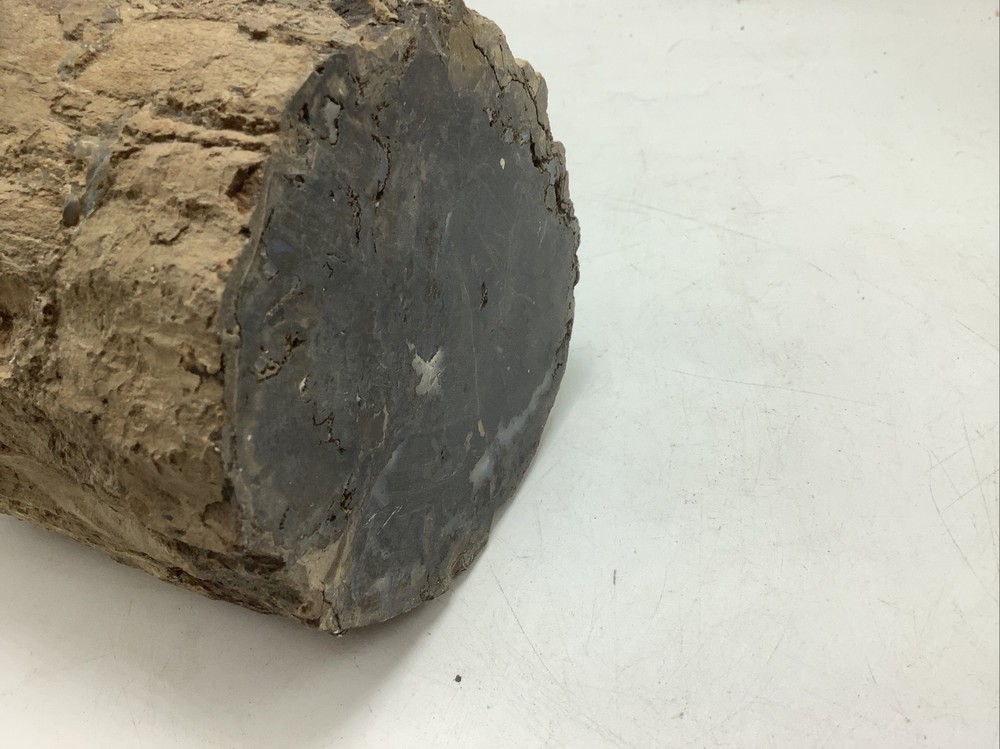 Petrified Wood 5Lbs 14oz